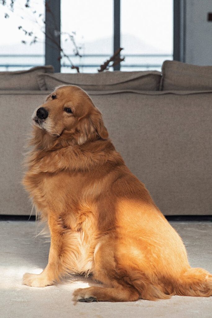 Casa vacanze pet friendly a Campobasso
